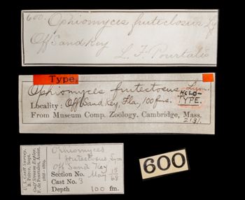 Media type: image;   Invertebrate Zoology OPH-2131 Aspect: labels